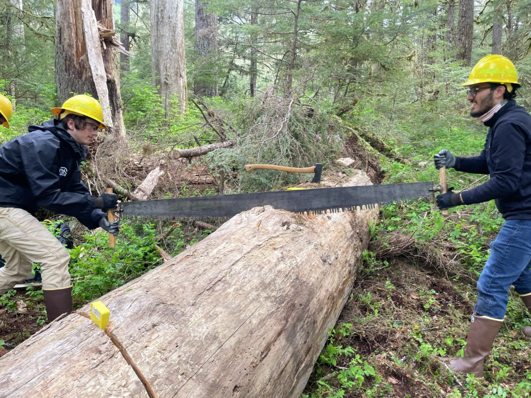 crew using a crosscut saw 