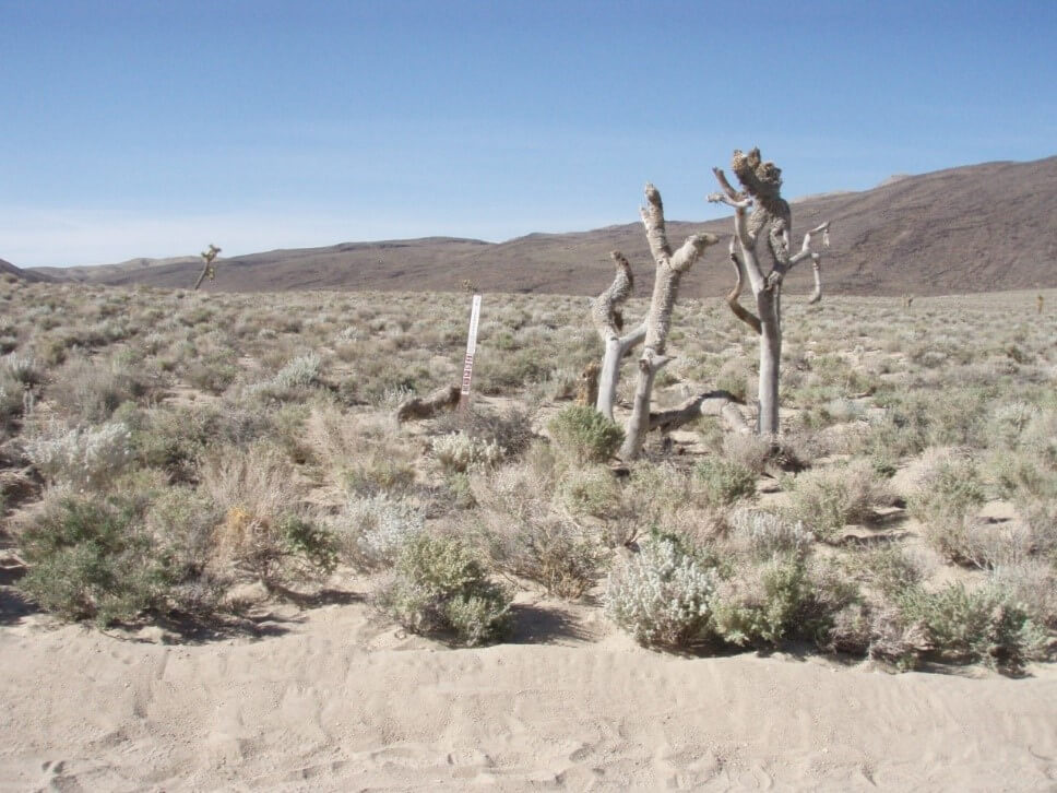 site where a road once was in the desert with a wilderness boundary sign